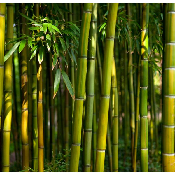 Fototapeta – Asian bamboo forest Fototapeta – Asian bamboo forest