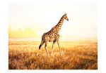 Fototapeta – žirafa – procházka Fototapeta – žirafa – procházka