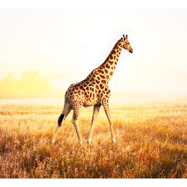 Fototapeta – žirafa – procházka Fototapeta – žirafa – procházka