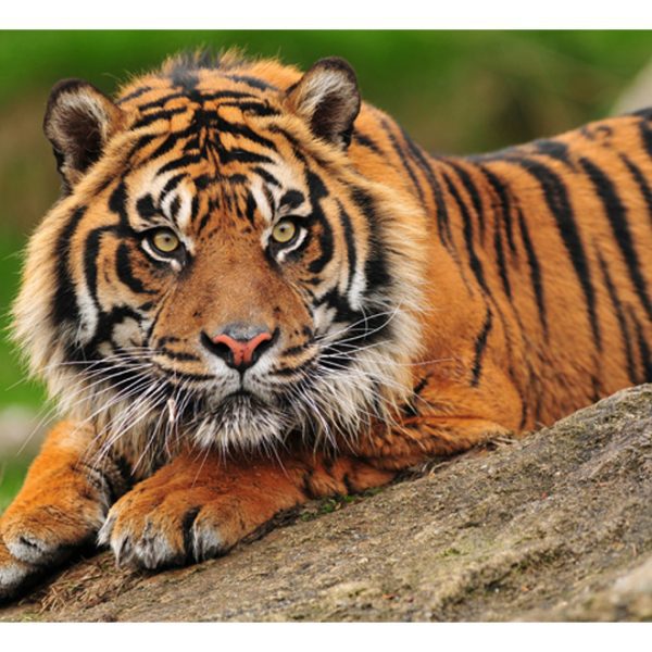 Fototapeta – Sumatran tiger Fototapeta – Sumatran tiger