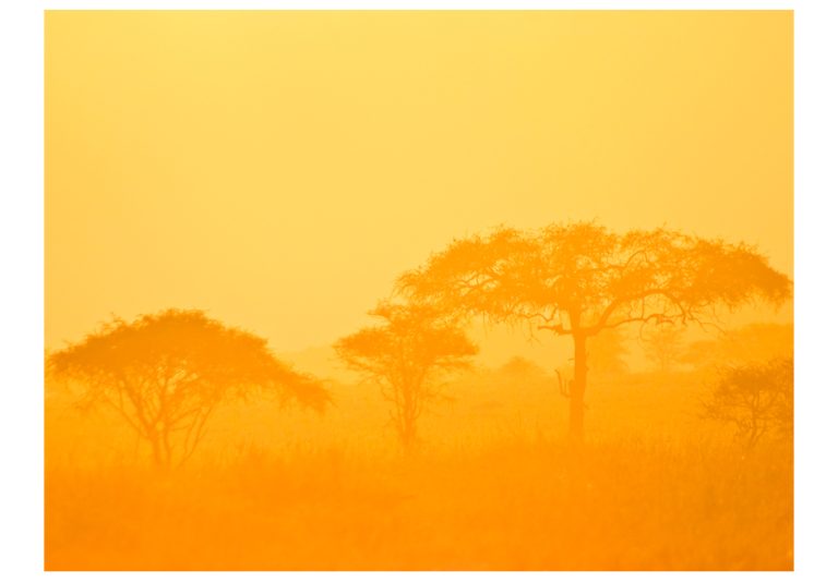 Fototapeta – Orange savanna Fototapeta – Orange savanna