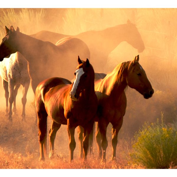 Fototapeta – Wild horses of the steppe Fototapeta – Wild horses of the steppe