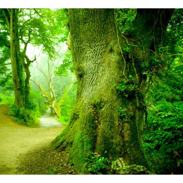 Fototapeta – Forest pathway Fototapeta – Forest pathway
