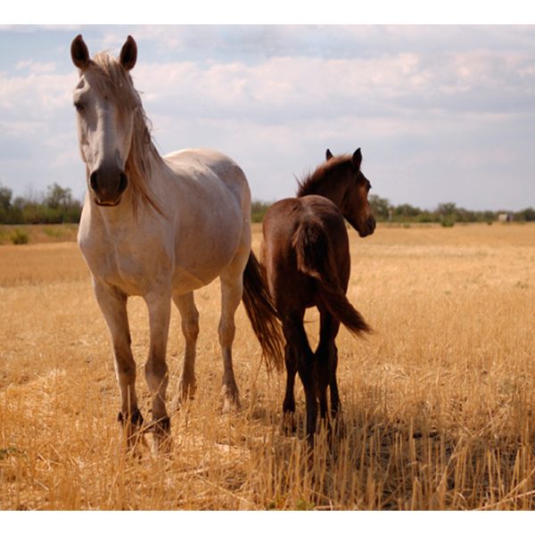 Fototapeta – Kůň a hříbátko Fototapeta – Kůň a hříbátko