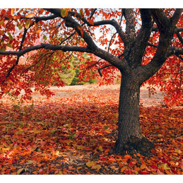 Fototapeta – Tree in fall Fototapeta – Tree in fall