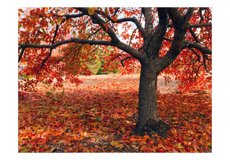Fototapeta – Tree in fall Fototapeta – Tree in fall