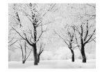 Fototapeta – Trees – winter landscape Fototapeta – Trees – winter landscape