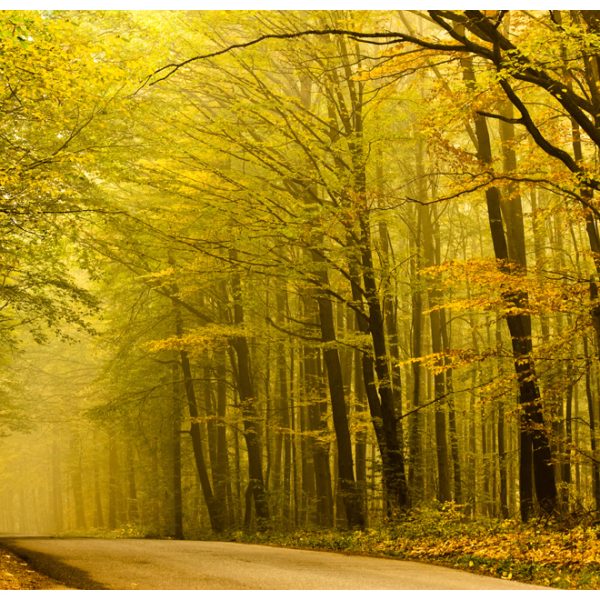 Fototapeta – Road in autumn forest Fototapeta – Road in autumn forest