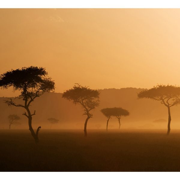 Fototapeta – Massai Mara Fototapeta – Massai Mara