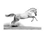 Fototapeta – White gallop Fototapeta – White gallop