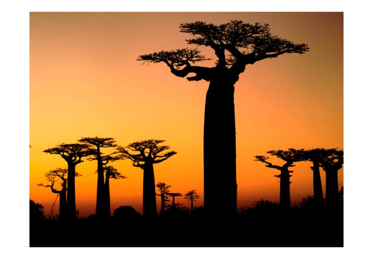 Fototapeta – African baobab trees Fototapeta – African baobab trees