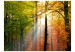 Fototapeta – Beautiful autumn Fototapeta – Beautiful autumn