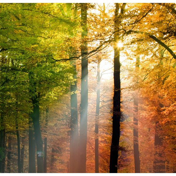 Fototapeta – Beautiful autumn Fototapeta – Beautiful autumn