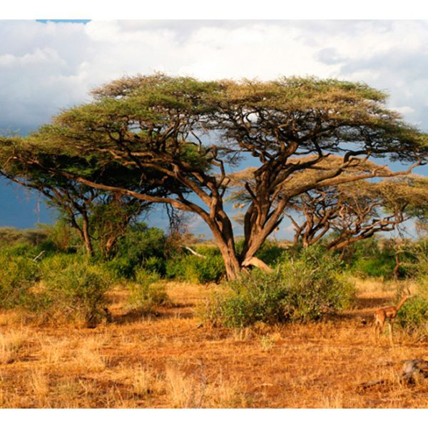 Fototapeta – Samburu National Reserve, Kenya Fototapeta – Samburu National Reserve, Kenya