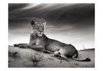 Fototapeta – Black and white lioness Fototapeta – Black and white lioness