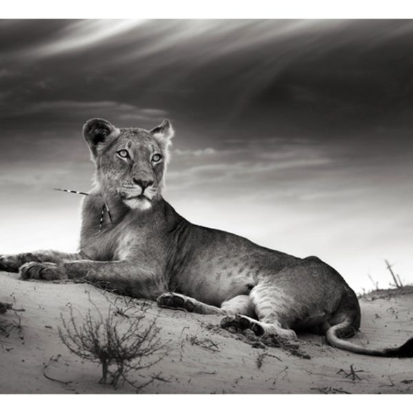 Fototapeta – Black and white lioness Fototapeta – Black and white lioness