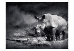 Fototapeta – Rhinoceros lost in reverie Fototapeta – Rhinoceros lost in reverie