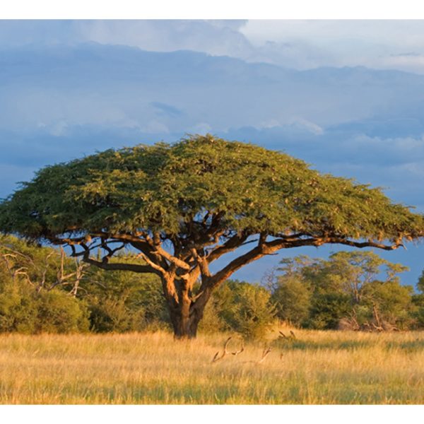 Fototapeta – African acacia tree, Hwange National Park, Zimbabwe Fototapeta – African acacia tree, Hwange National Park, Zimbabwe