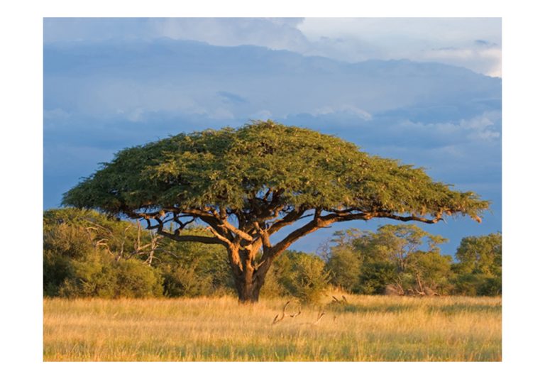 Fototapeta – African acacia tree, Hwange National Park, Zimbabwe Fototapeta – African acacia tree, Hwange National Park, Zimbabwe