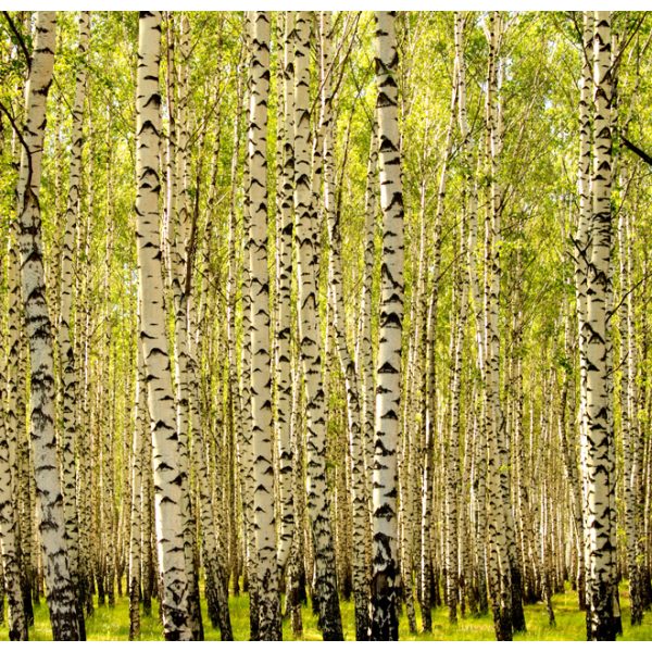 Fototapeta – Birch forest Fototapeta – Birch forest