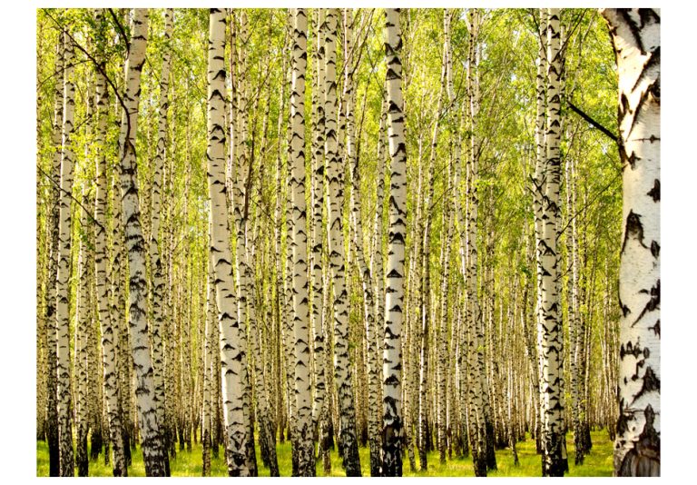 Fototapeta – Birch forest Fototapeta – Birch forest