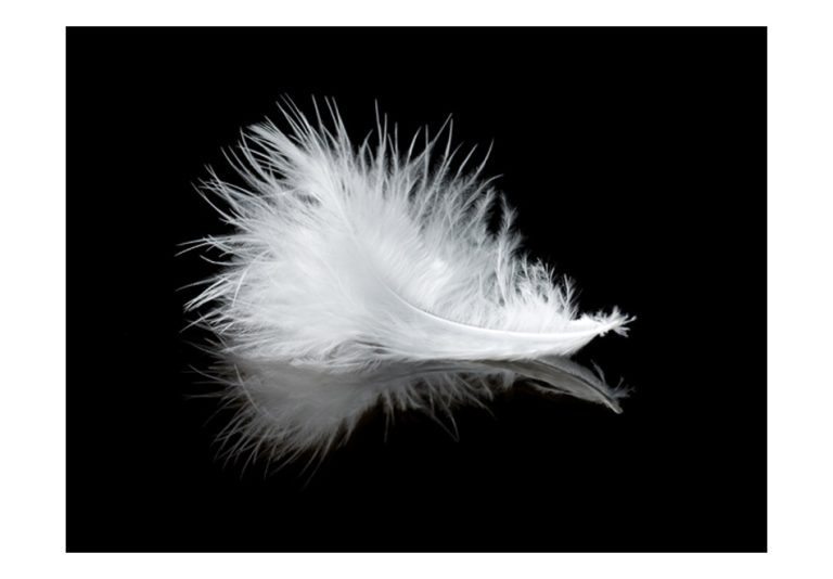 Fototapeta – White feather Fototapeta – White feather