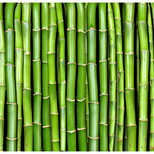 Fototapeta – Bamboo wall Fototapeta – Bamboo wall