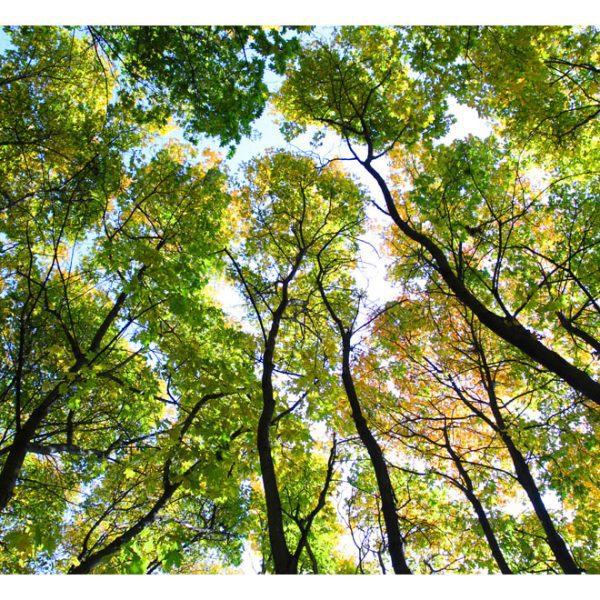 Fototapeta – Looking up at the trees Fototapeta – Looking up at the trees