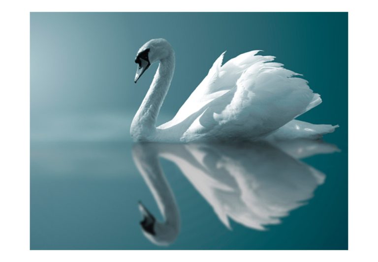 Fototapeta – White swan Fototapeta – White swan