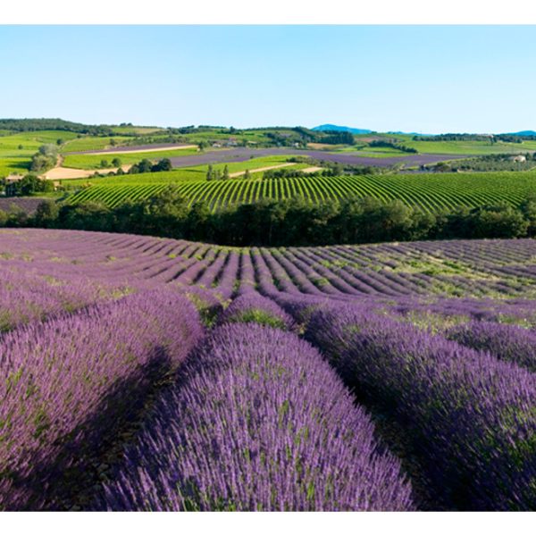 Fototapeta – Lavender fields Fototapeta – Lavender fields