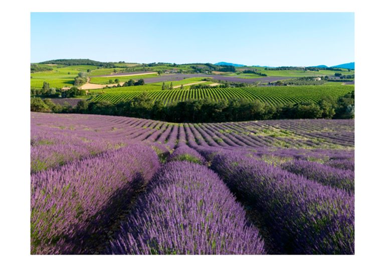 Fototapeta – Lavender fields Fototapeta – Lavender fields