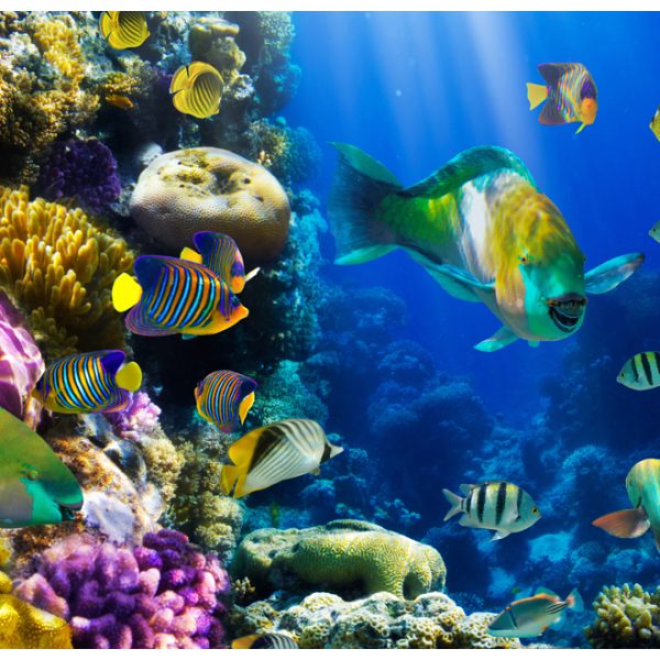 Fototapeta – Underwater paradise Fototapeta – Underwater paradise