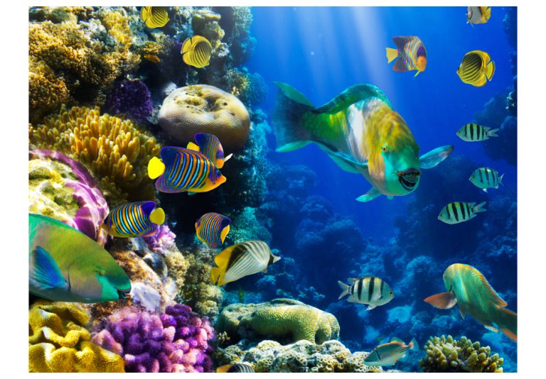 Fototapeta – Underwater paradise Fototapeta – Underwater paradise