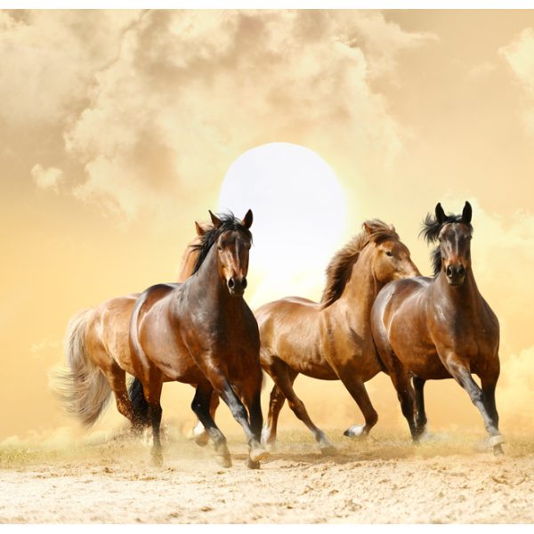 Fototapeta – Running horses Fototapeta – Running horses