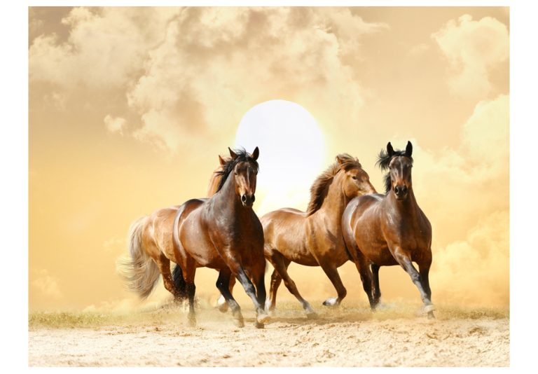 Fototapeta – Running horses Fototapeta – Running horses
