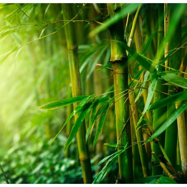 Fototapeta – džungle – bambus Fototapeta – džungle – bambus