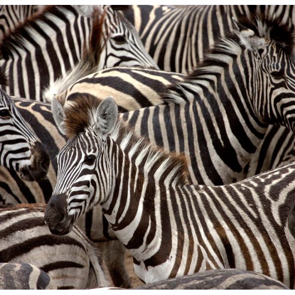 Fototapeta – Herd of zebras Fototapeta – Herd of zebras