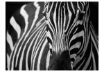 Fototapeta – White with black stripes Fototapeta – White with black stripes