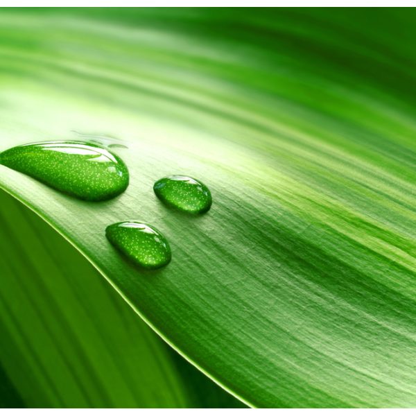 Fototapeta – Leaf and three drops of water Fototapeta – Leaf and three drops of water