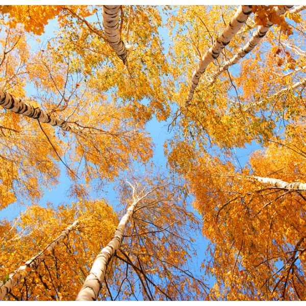 Fototapeta – Autumnal treetops Fototapeta – Autumnal treetops