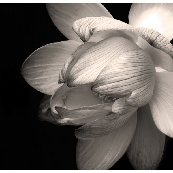 Fototapeta – Květ lotosu Fototapeta – Květ lotosu