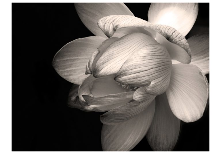 Fototapeta – Květ lotosu Fototapeta – Květ lotosu