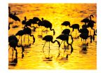 Fototapeta – Kenya: flamingos by the lake Nakuru Fototapeta – Kenya: flamingos by the lake Nakuru