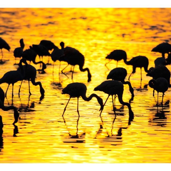 Fototapeta – Kenya: flamingos by the lake Nakuru Fototapeta – Kenya: flamingos by the lake Nakuru
