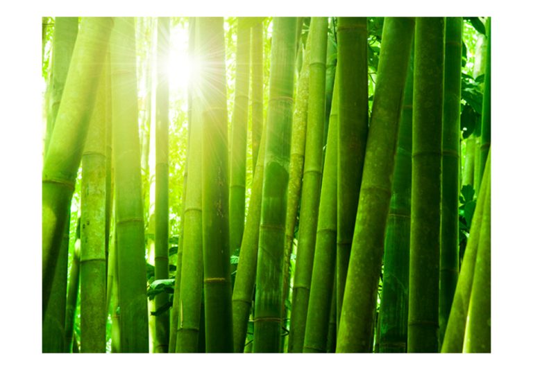 Fototapeta – Slunce a bambus Fototapeta – Slunce a bambus