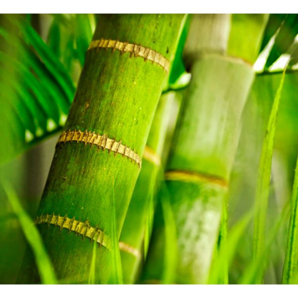 Fototapeta – bambus – detail Fototapeta – bambus – detail