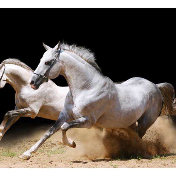 Fototapeta – Galloping horses on the sand Fototapeta – Galloping horses on the sand