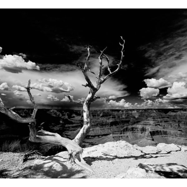 Fototapeta – Grand Canyon tree Fototapeta – Grand Canyon tree
