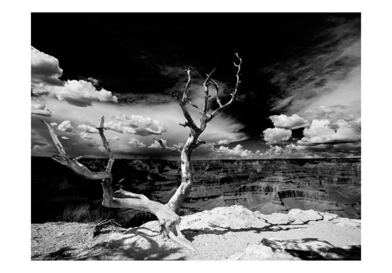 Fototapeta – Grand Canyon tree Fototapeta – Grand Canyon tree