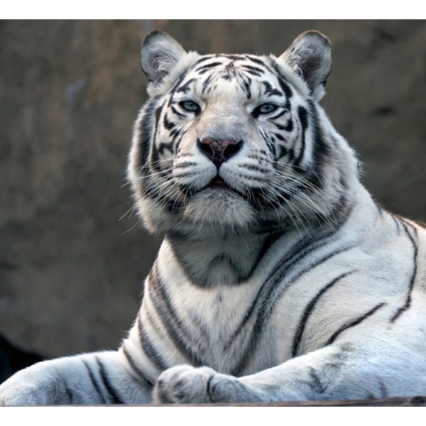 Fototapeta – Bengali tiger in zoo Fototapeta – Bengali tiger in zoo
